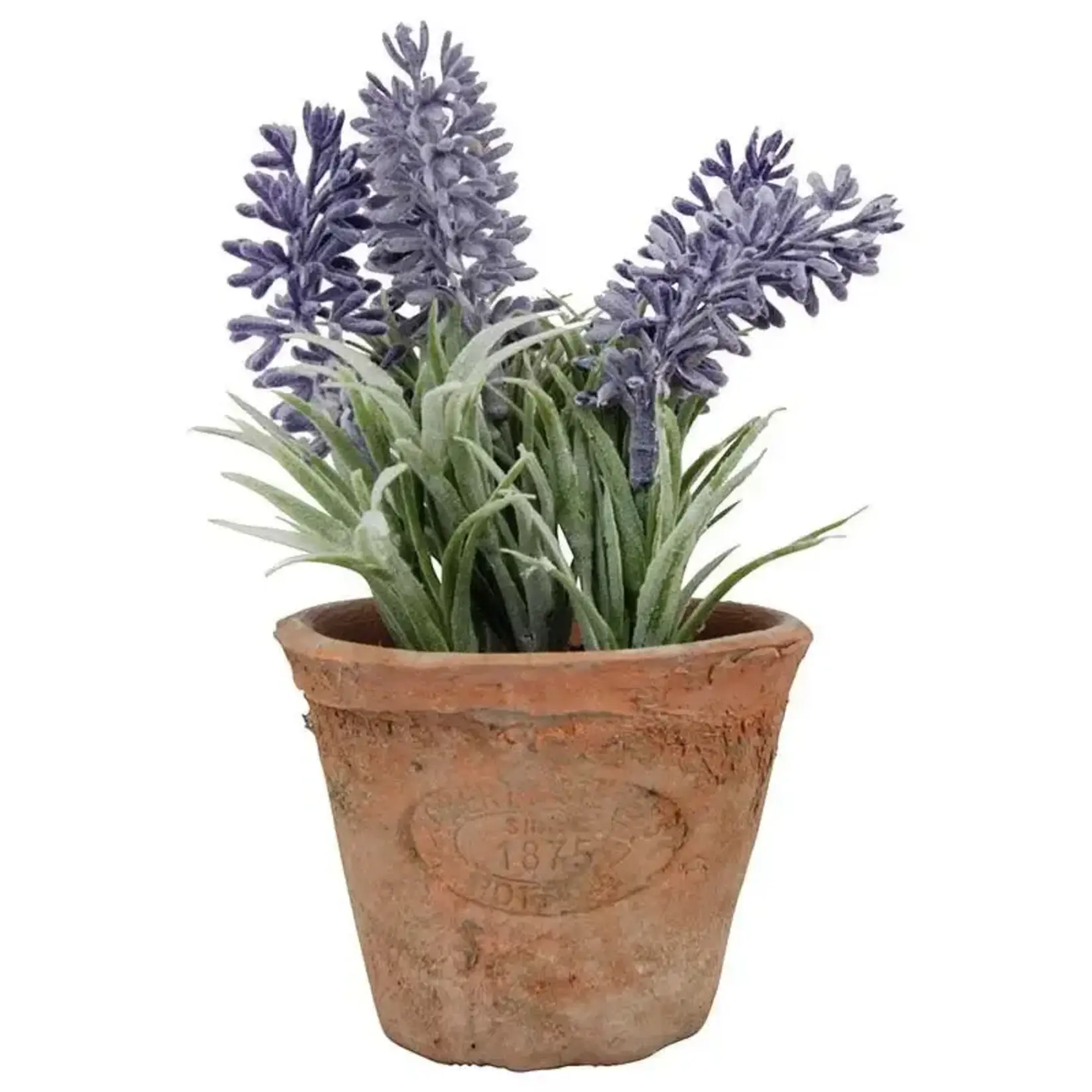 Lavender in At Pot S (SR)