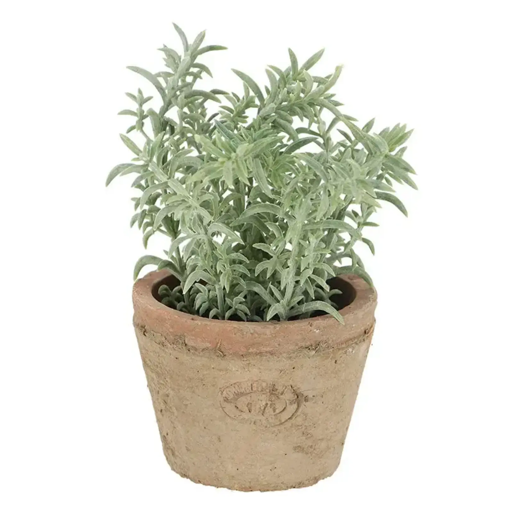 Thyme in At Pot S (SR)