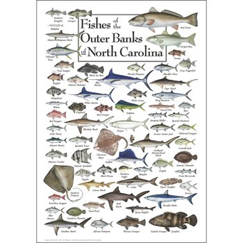 Fishes of the Outer Banks 550 Piece Puzzle