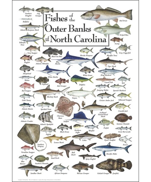 Fishes of the Outer Banks 550 Piece Puzzle