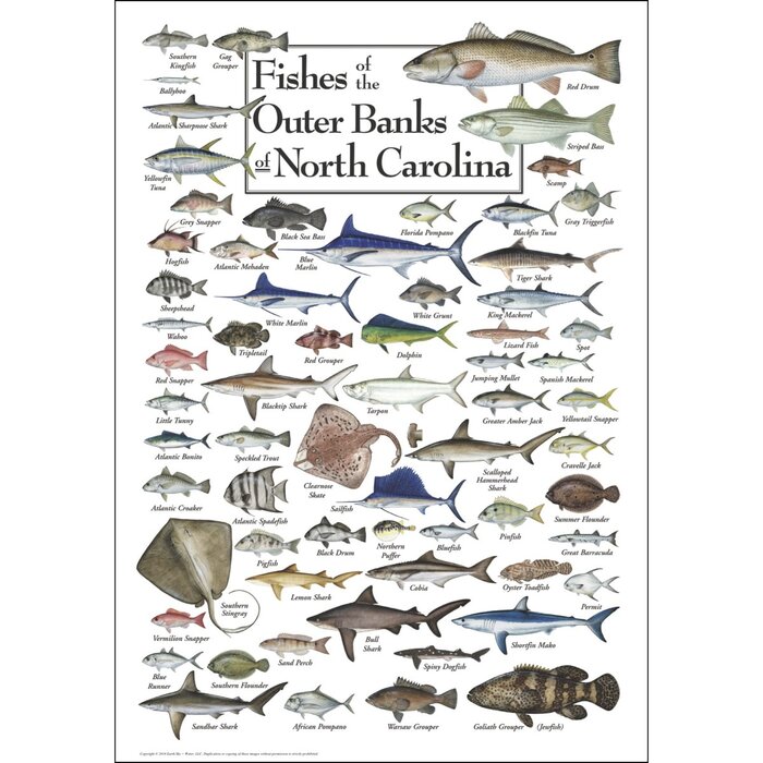 Fishes of the Outer Banks 550 Piece Puzzle - Heritage Puzzle