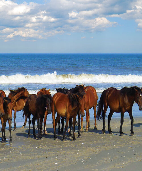 Beach Party 1000 Piece Puzzle
