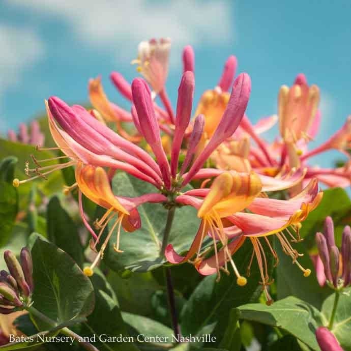 #5 STK Lonicera x heckrottii Goldflame/ Pink Honeysuckle