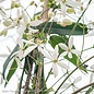 #2 Clematis armandii/ White Evergreen