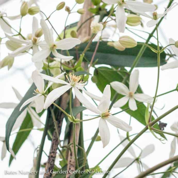#2 Clematis armandii/ White Evergreen