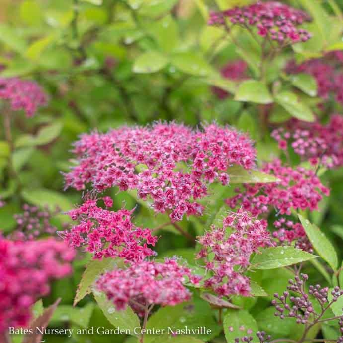 #2s Spiraea japonica PW Double Play 'Red'