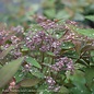 #2s Spiraea Double Play Red