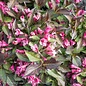 #2s Weigela fl PW Spilled Wine