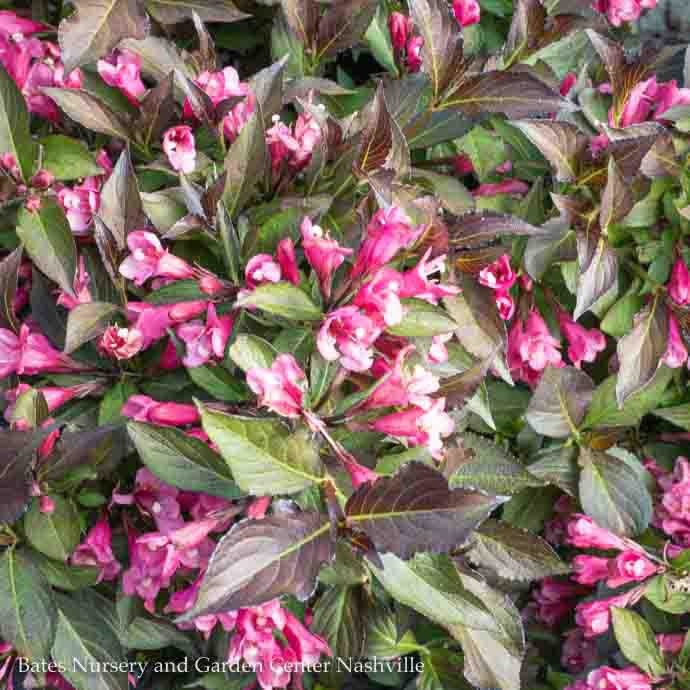 #2s Weigela fl PW Spilled Wine