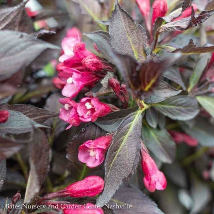 Sonic Bloom® Pure Pink Weigela, White Oak Gardens