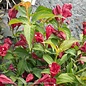 #3 Weigela fl PW Sonic Bloom 'Red'/ Reblooming