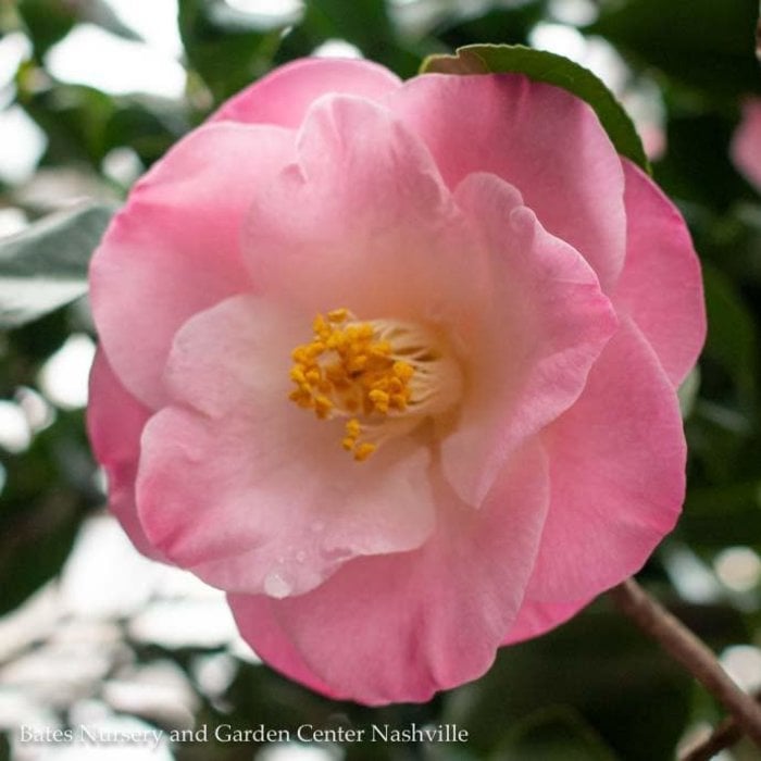 #5 Camellia japonica Ice Angels 'April Remembered'/ Pink - No Warranty