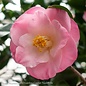 #3 Camellia japonica Ice Angels 'April Remembered'/ Pink - No Warranty