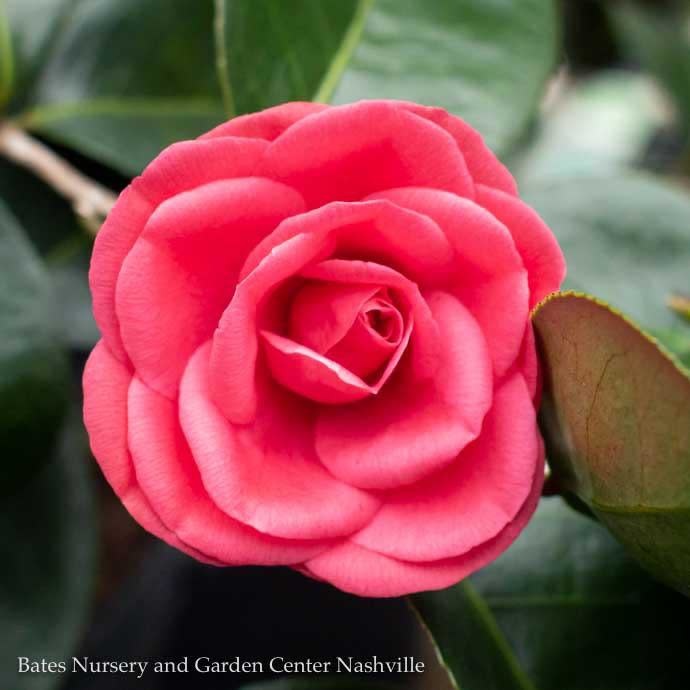 #7 Camellia x Arctic Rose/Rose-red No Warranty - Bates Nursery & Garden ...