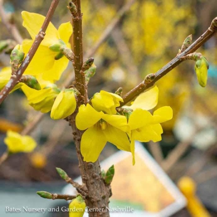 #3 Forsythia x intermedia PW Show Off/Compact