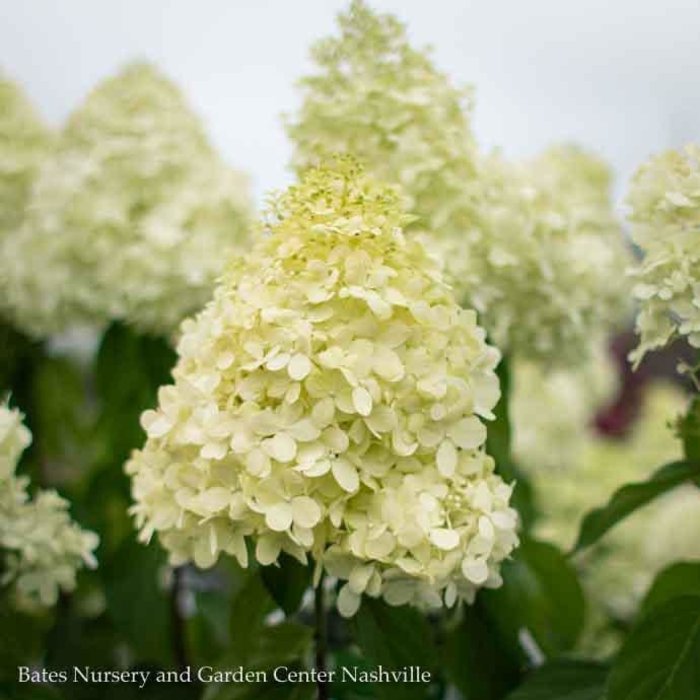 #2s Hydrangea pan Limelight/ White Panicle