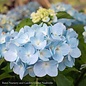 #5 Hydrangea mac Blue Enchantress/ Bigleaf/ Mophead Rebloom Blue to Pink