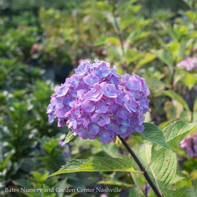 #5 Hydrangea mac Blue Enchantress/ Bigleaf/ Mophead Rebloom Blue to Pink