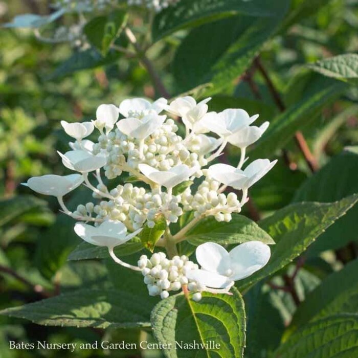 #2s Hydrangea pan PW Quick Fire/ Panicle White to Pink