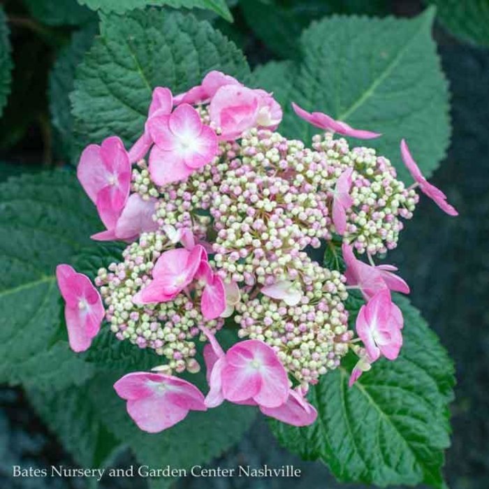 #3 Hydrangea mac Endless Summer 'Twist-n-Shout'/ Bigleaf/ Lacecap Repeat Pink or Blue