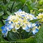#3 Hydrangea mac Let's Dance 'Blue Jangles'/ Bigleaf/ Mophead Rebloom Blue to Pink