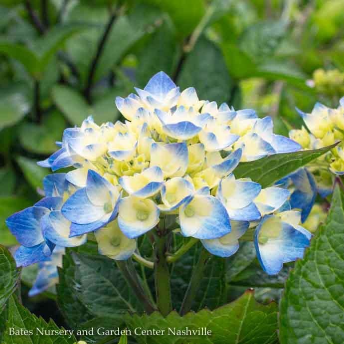 #3 Hydrangea mac Let's Dance 'Blue Jangles'/ Bigleaf/ Mophead Rebloom Blue to Pink