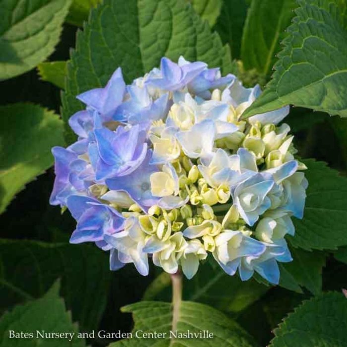 #3 Hydrangea mac Endless Summer 'The Original'/ Bigleaf/ Mophead Repeat Blue or Pink