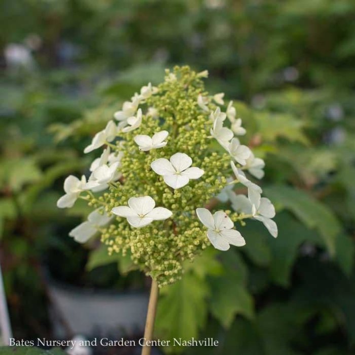 #2 Hydrangea quer Pee Wee/ Dwarf Oakleaf Native (TN)