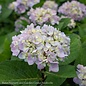 #1 Hydrangea mac Blue Enchantress/Bigleaf/Mophead Rebloom Blue to Pink