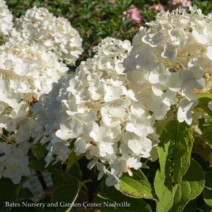 #3 Hydrangea pan White Wedding/ Panicle