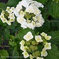 #3 Hydrangea mac Wedding Gown(Double Delights)/Bigleaf/Lacecap Rebloom White