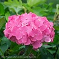 #3 Hydrangea mac Endless Summer 'Summer Crush'/ Bigleaf Repeat