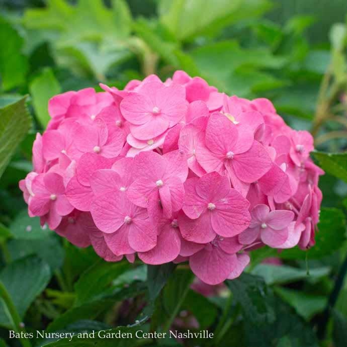 #3 Hydrangea mac Endless Summer 'Summer Crush'/ Bigleaf Repeat