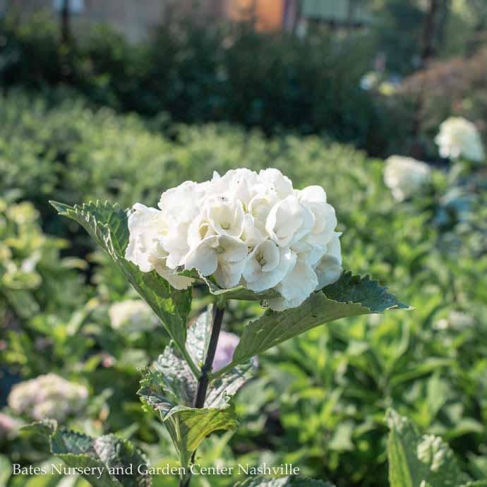 #3 Hydrangea mac Zebra (Onyx)/Bigleaf/Mophead Rebloom White