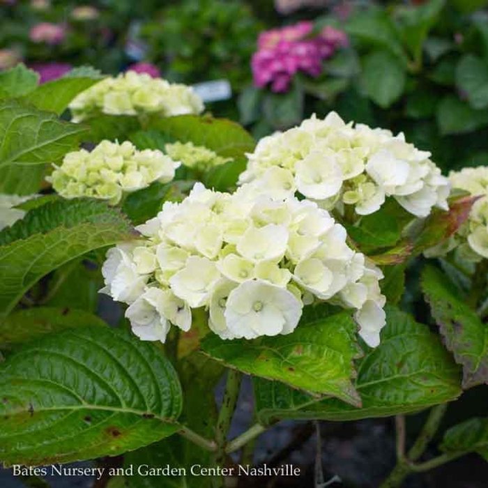 #2 Hydrangea mac Seaside Serenade 'Cape Lookout'/ Bigleaf/ White/Soft Pink Rebloom