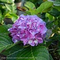 #5 Hydrangea mac Seaside Serenade Martha's Vineyard/Bigleaf/Mophead Pink