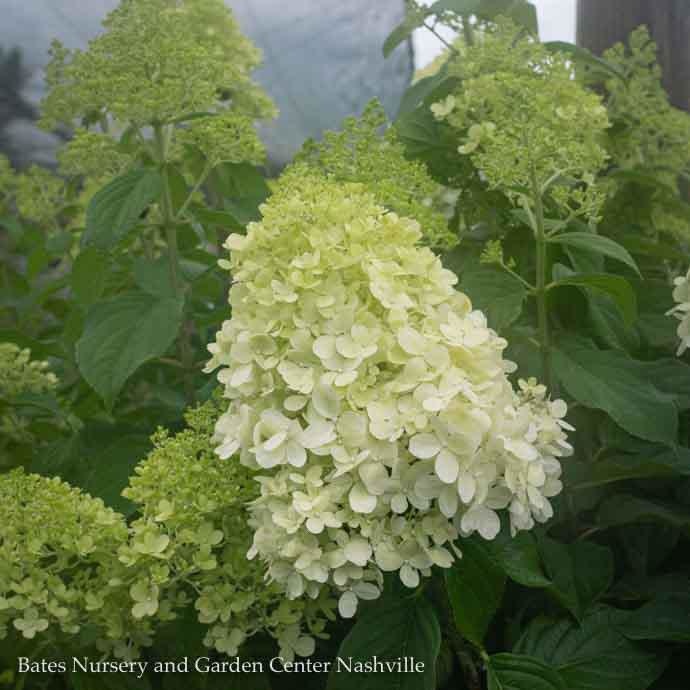 Topiary #7 PT Hydrangea pan Limelight/ White Panicle Patio Tree