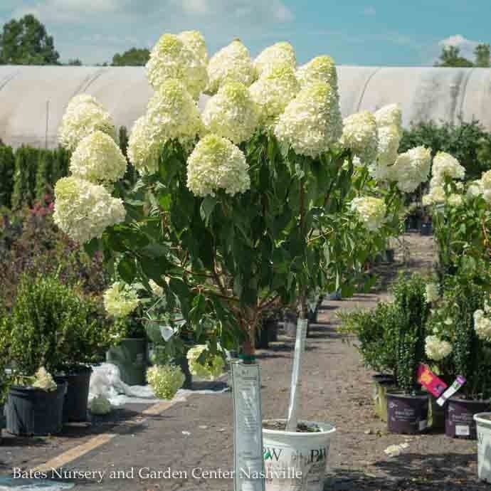 Topiary #7 PT Hydrangea pan Limelight/ White Panicle Patio Tree