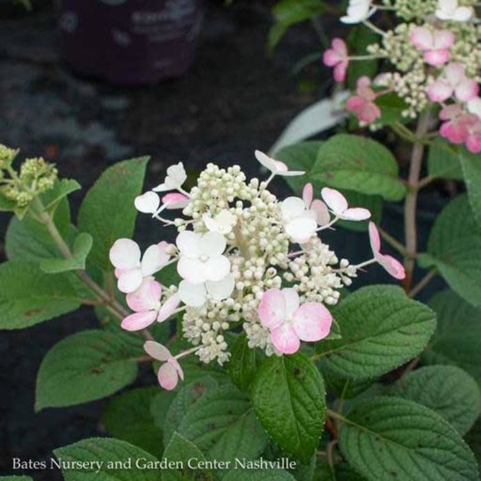 #3 Hydrangea pan PW LITTLE Quick Fire/ Dwarf Panicle White to Pink