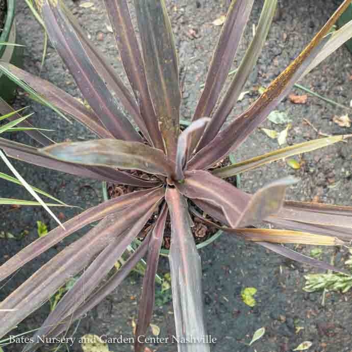 Tropical #1 Cordyline Baueri/ Dracaena - No Warranty