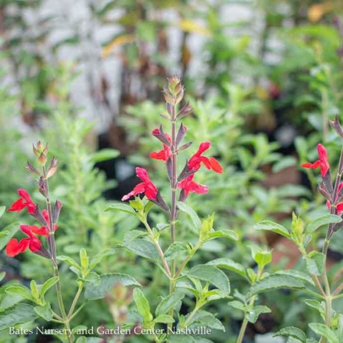 #1 Salvia greggii Radio Red/Autumn Sage  Native (R) - No Warranty