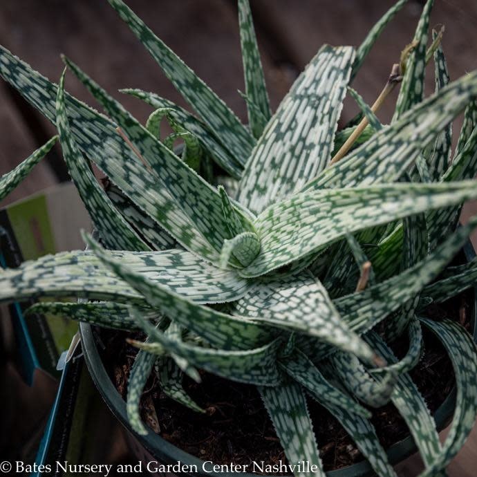 Tropical #1 Aloe Hybrid 'Guido'