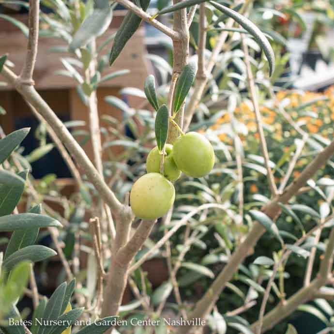 Tropical Edible #5 Olea eur Haas Improved Manzanillo/Fruiting Olive - No Warranty