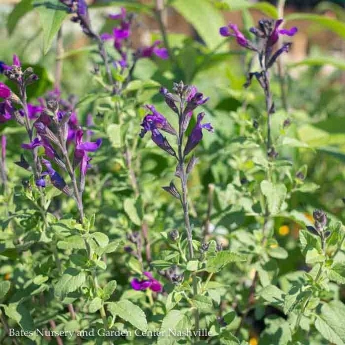 Tropical #1 Salvia jamensis Vibe 'Ignition Purple' - No Warranty