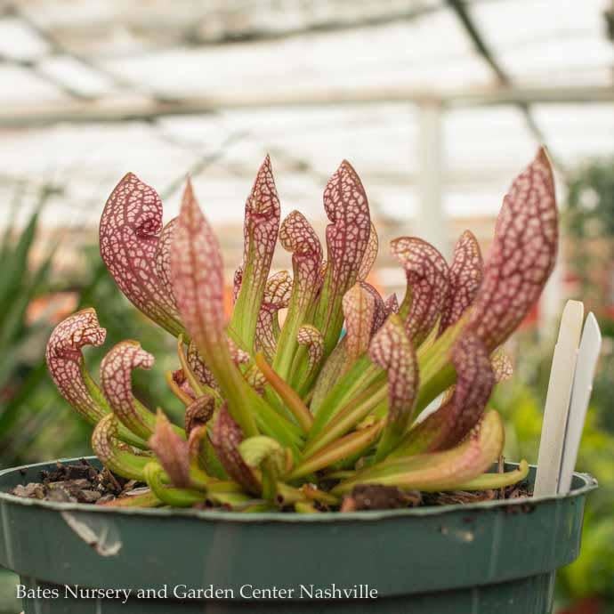 6p Carnivorous Sarracenia 'Scarlet Belle'/Pitcher Plant Tropical