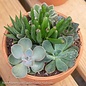 Tropical 6P Clay Pot w/ Succulent Combo