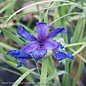 #1 Iris s Ruffled Velvet/Siberian