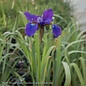 #1 Iris sibirica Ruffled Velvet/Siberian