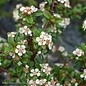 #2 Cotoneaster dammeri Coral Beauty