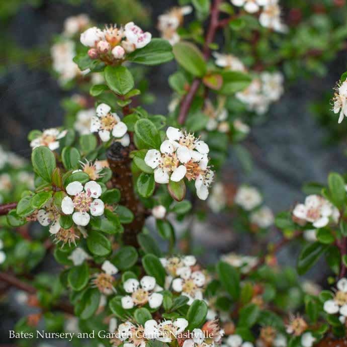 Image of Cotoneaster coral beauty image 2